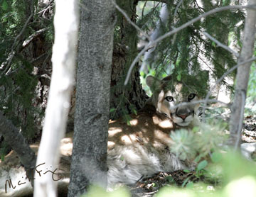 wf20100620_0437_85X11Level-red